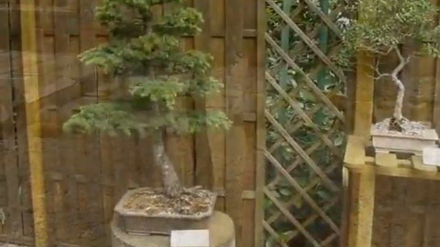 Открытие выставки Бонсай и Суисэки 25 июня 2015 года смотреть онлайн