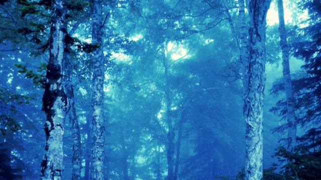 「Forestry path」by 中村壮門（GIT MASTERS 2013 グランプリ） смотреть онлайн