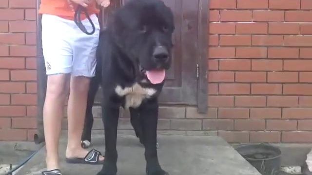 Елбарс