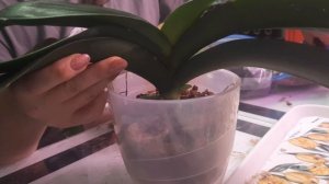 Посадка орхидеи для наращивания корней