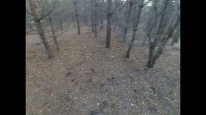 Сбор грибов.  Осенний сбор рыжиков. Их просто полно.