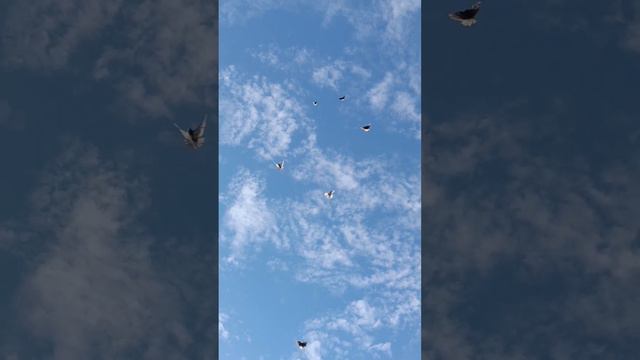 Николаевские голуби, Воронежская область