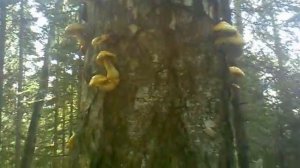 чешуйчатка золотистая-вкусный съедобный гриб