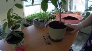 Гибискус, Китайская роза, пересадка,  обрезка, черенкование .