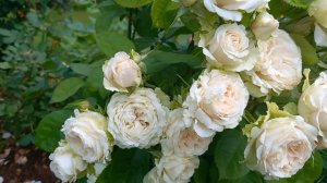 Роза ЯНА.Спрей на срезку.2022г.