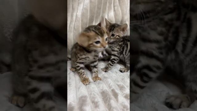 Бенгальские котята🐆