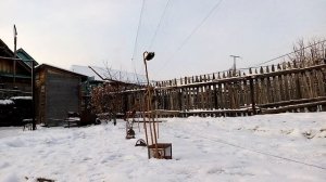 Пение реполова и ловля птиц.