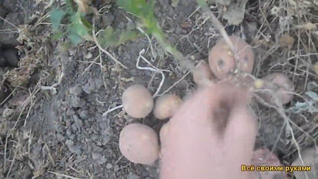 Картошка. Сорт "Ред Леди" смотреть онлайн