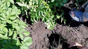 картофель сорт Коллета на 03.06.2021