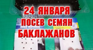 24 января. Посев баклажанов