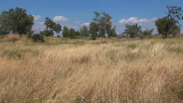 ОТЧИЙ ДОМ смотреть онлайн