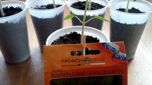 Обзор на волгоградский 323 томат