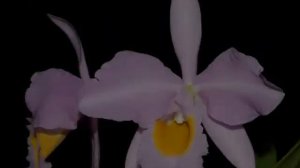 Large-Flowered Cattleya Species Part 2-b.mpg