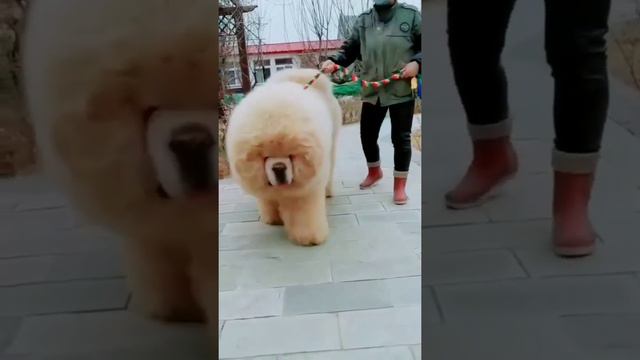 Beautiful 🐕 Dog Walking Like Human