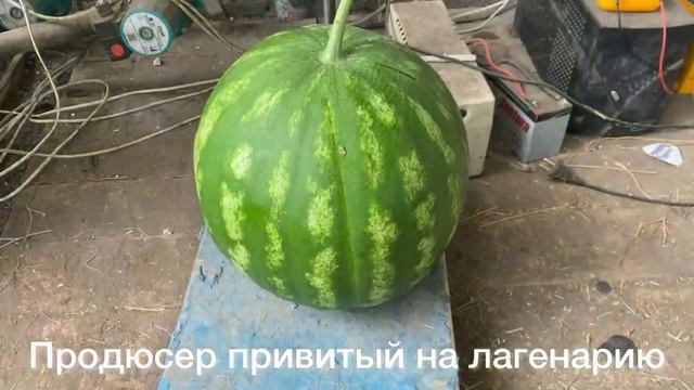 Арбузы в теплице поспевают смотреть онлайн