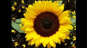 Уровни Фибоначчи -- там где лежат деньги. Книга по Фибоначчи А. Кияница Л. Братухин