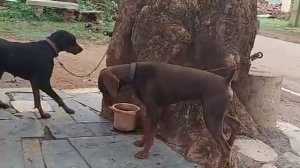 doberman attack weimaraner