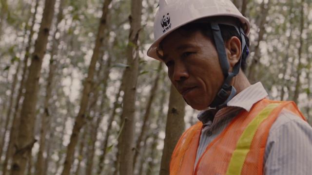 Acacia – more sustainable wood смотреть онлайн