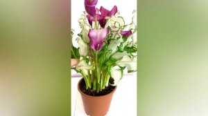 Комнатная Калла Снежная королева (Zantedeschia Frozen Queen) - редкие сорта калл