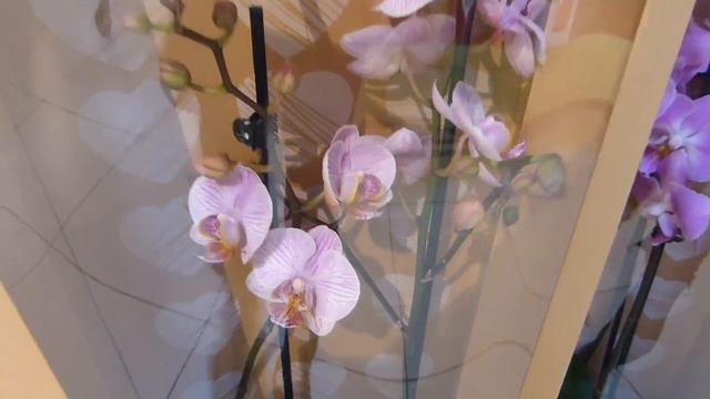 ARRIVAGE LIDL 12 FÉVRIER 2020 смотреть онлайн