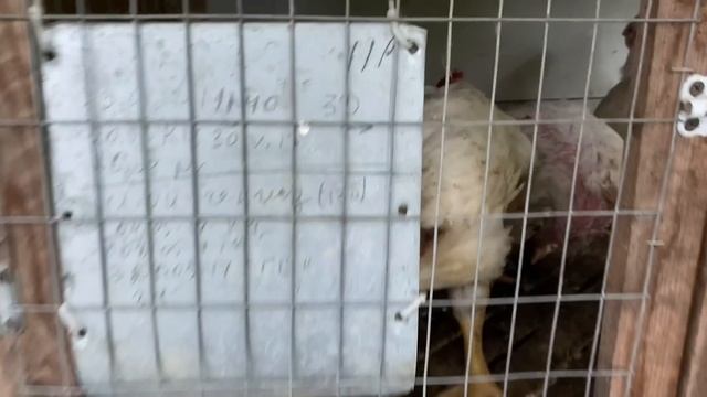 853❤️Юг. Ай да Зинаида Копьёва!!! Миша сломался? смотреть онлайн