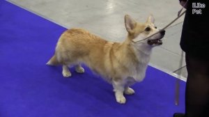 Вельш корги пемброк Характер на ilikepet