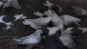НОВАЯ ГОЛУБЯТНЯ  ГОЛУБИ В НЕЙ