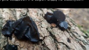 Эксидия железистая Exidia glandulosa Описание Съедобность Видео определитель Лечебные свойства