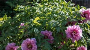 Our Peonies In Spring 2020 - HD Version