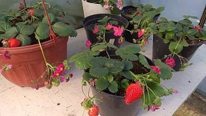 Земляника Тристан F1.