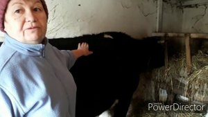 Дойка и уход за коровой | Кормление и уход за теленком