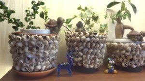 Комнатные цветы/растения. Декор горшков ракушками и улитками. Кашпо для цветов своими руками.