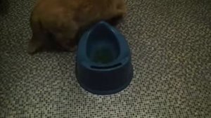 Кот писяет в детский горшок...