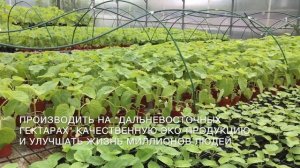 Павловния в Приморском Крае