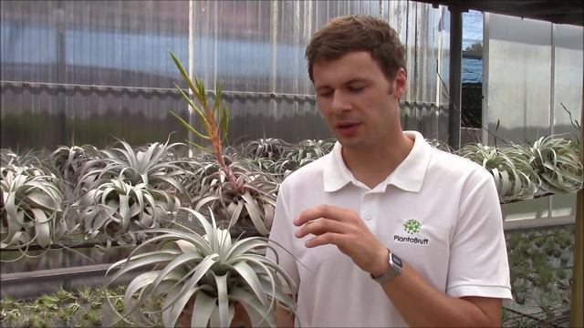 Tillandsia xerographica (Planta Brutt Video 18) смотреть онлайн