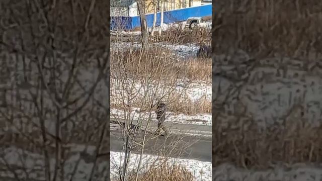 ПРОГУЛКА С КОТОМ НА ФОНЕ ВУЛКАНОВ