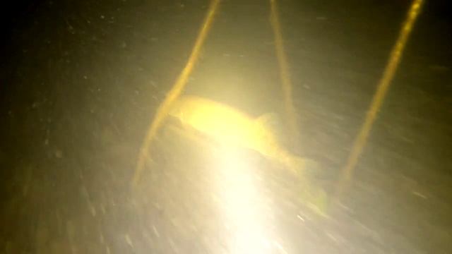 Натуральная сьемка щуки на камеру под водой смотреть онлайн