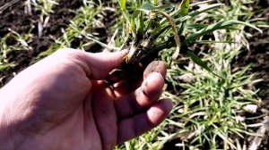 БЕШЕНОЕ КУЩЕНИЕ, Озимый Ячмень,как выглядят разные сорта на одном участке, озимая пшеница, Баград,,