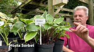 Rewela Hostas takes a look at Hosta Sorbet