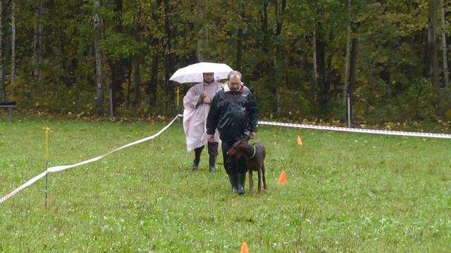 "Кубок Москвы 2013". смотреть онлайн
