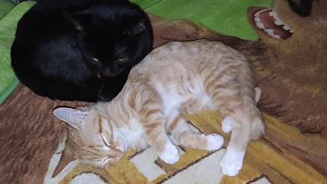 Симбочка спит ,а Соня его охраняет🐱😺🐈🐈⬛😸😺😽 смотреть онлайн