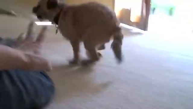 Sara Border Terrier : A day with... смотреть онлайн