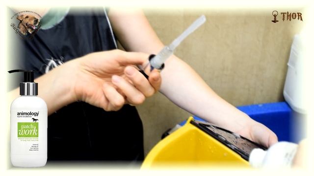 Как мыть и подготовить командора к выставке? THOR - МиШГ ВИКОНТ смотреть онлайн