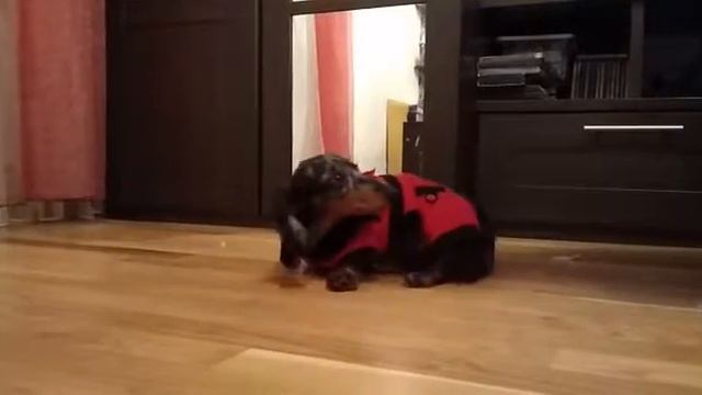 Собака в одежде. Готовимся к холодам.
