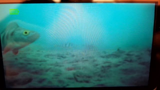 Подводная съемка на Восточном. Окунь на балансир. смотреть онлайн