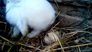 Кролики в вольере!/Секреты содержания!