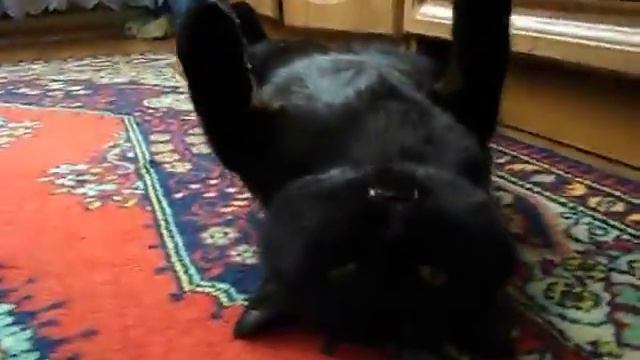 Кот Батик в привычном релаксе смотреть онлайн