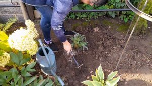 Посадка осенью Туи Вересковидной, хост Fireworks и Rainbow's End!