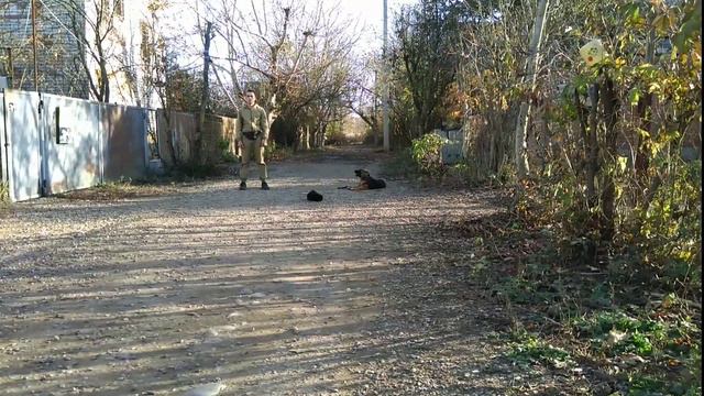 Немецкая овчарка Глория 4мес дрессировка! смотреть онлайн