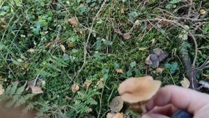 Грибы в октябре. Первый раз собираю рядовки.